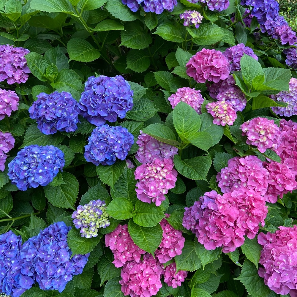 Meet your Posher, Lina